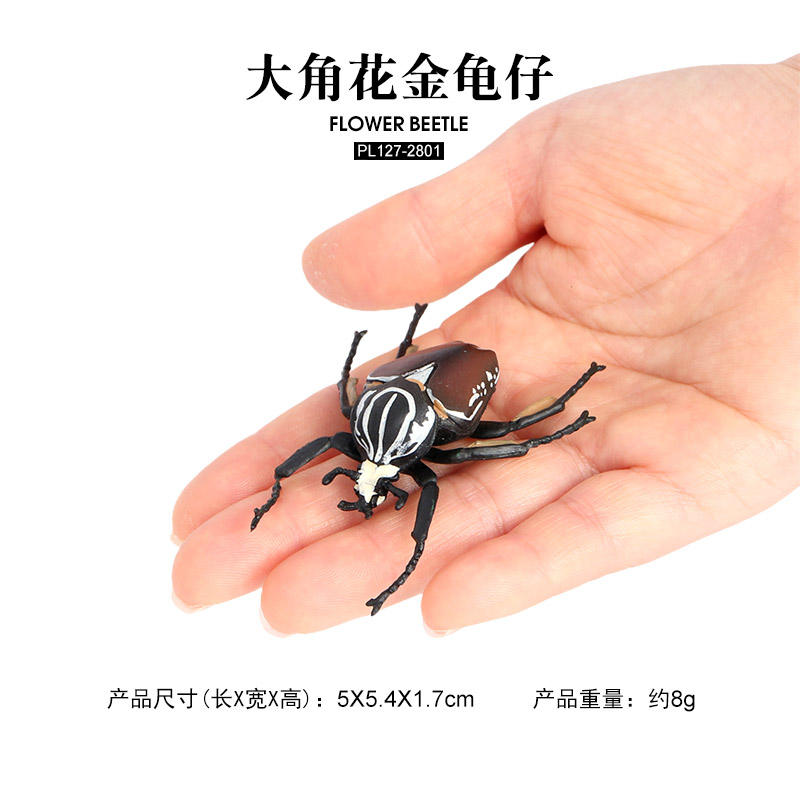 2801 Petit Goliathus regius