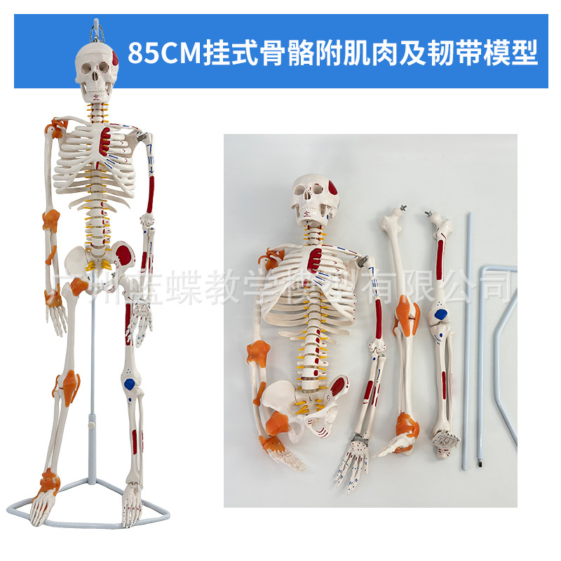Disque intervertébral suspendu coloré de 85 cm, ligament musculaire