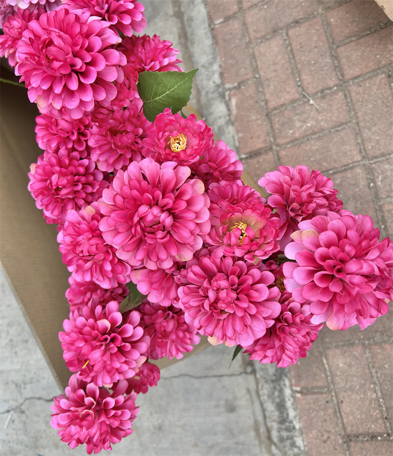 Fleurs de Dahlia Fuchsia