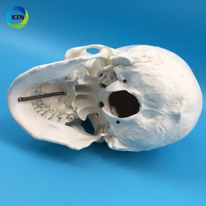IN-M3 <strong>Human</strong> Skull Model <strong>3</strong>-part Anatomical Model With Removable Skull Cranium Articulated Mandible for Medical Student <strong>Human</strong>