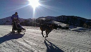 頑丈な冬のそりを引っ張る犬のハーネス、犬のランニングハスキーエクササイズそりスキースクーターハーネス