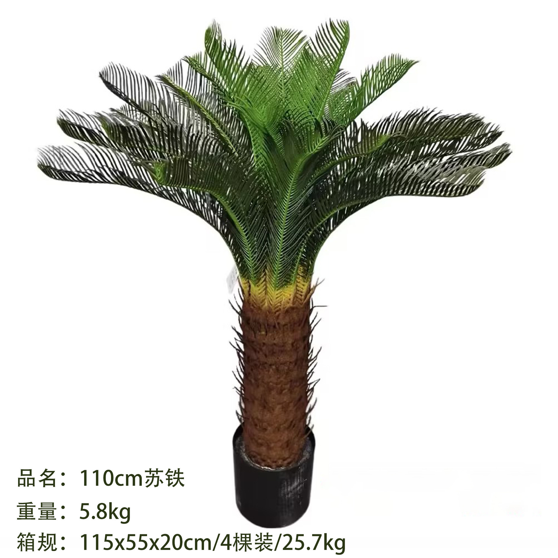 cycade 110 cm