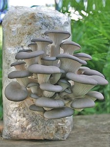 6 LB Polypropylene chất liệu lionsmane nấm phát triển <span class=keywords><strong>spawn</strong></span> túi với Tự Chữa Bệnh tiêm cổng - Product Image 6