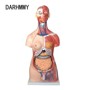 DARHMMY 85 ซม.Unisex ร่างกายวิภาคของลําตัวมนุษย์รุ่น 30 ส่วนที่ถอดออกได้กล้ามเนื้อสําหรับวิทยาศาสตร์การแพทย์ - Product Image 4