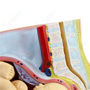 Developments Models Human Pregnant <strong>Uterus</strong> for Anatomy Model - Product Image 3