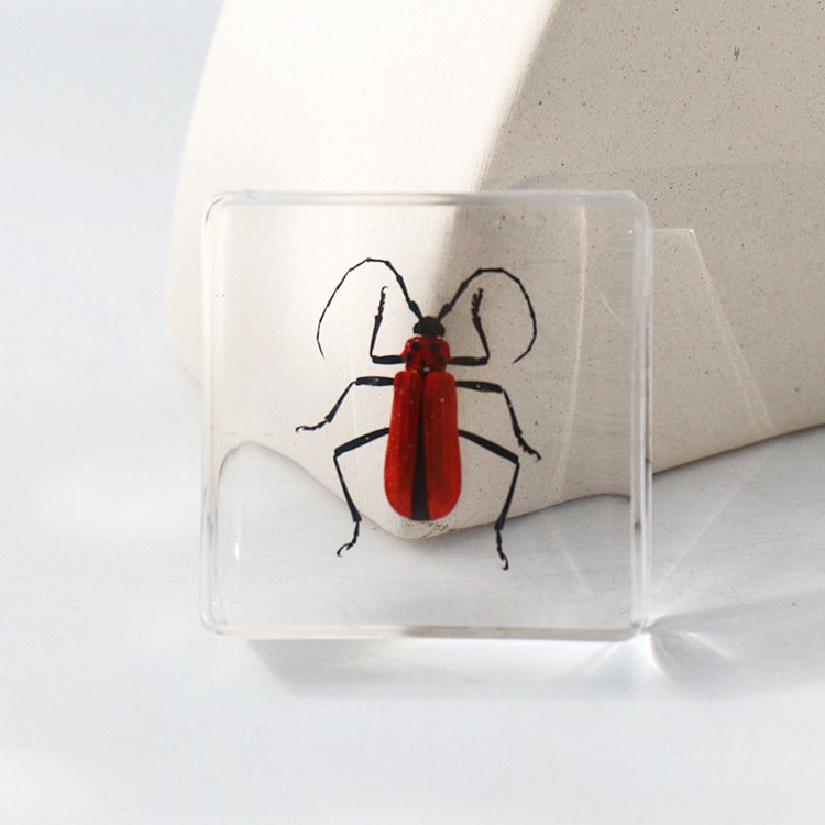 Scarabée à longues cornes rouge