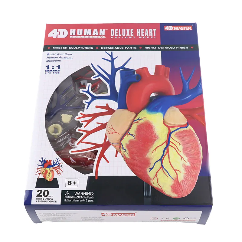 Partes 20 4D MESTRE Montado Luxo Coração Humano Anatomia Modelo do brinquedo para o Ensino Médico