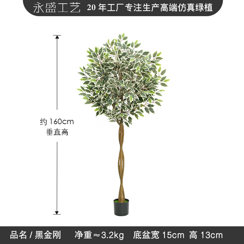 160cm white edge banyan tree