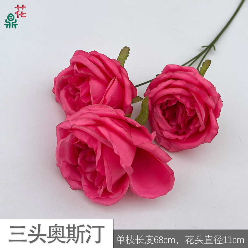 Three heads Austin MYM rose red