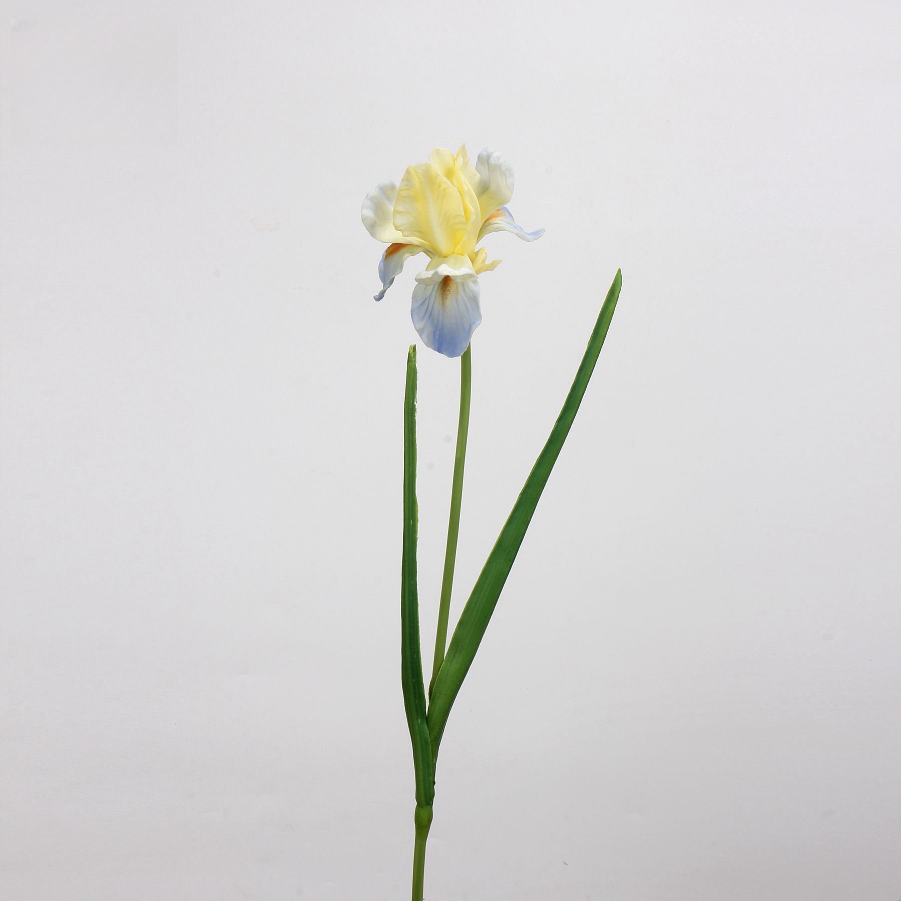 Bleu Jaune