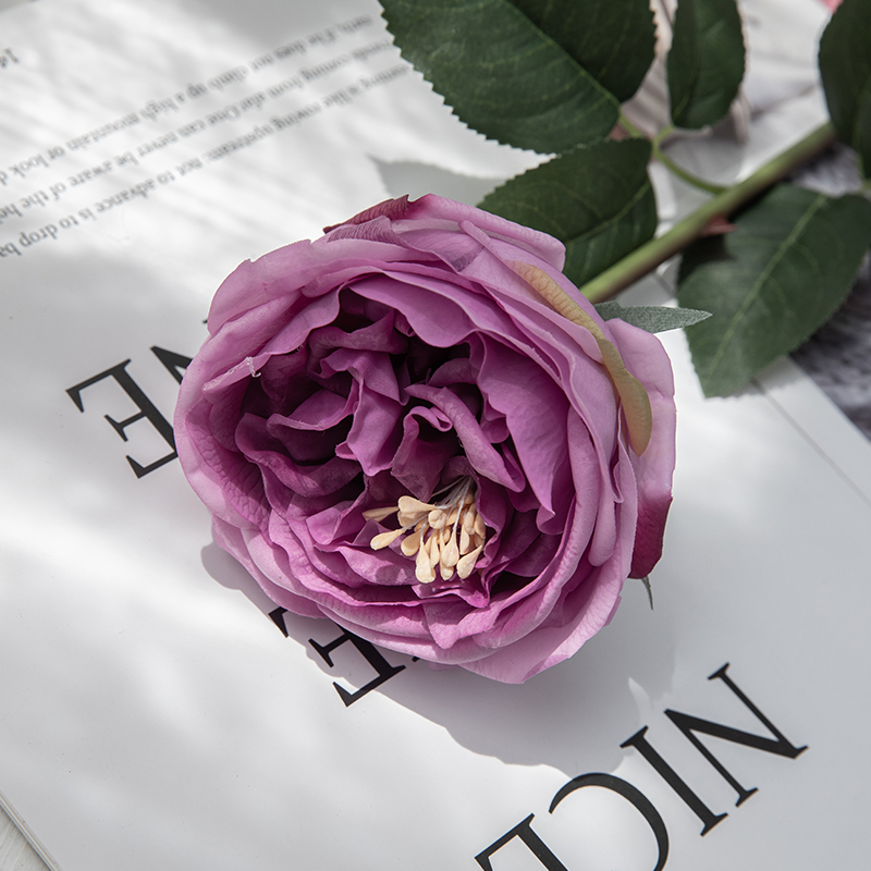 Pourpre