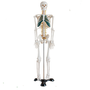 Sinir ile tıbbi anatomi modeli 85CM PVC simüle insan iskelet modeli - Product Image 1