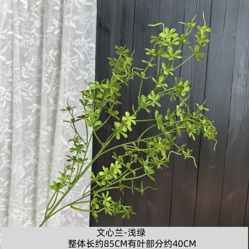 Oncidium - Vert