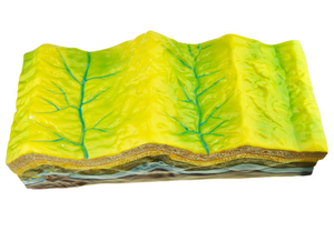 Modelos de enseñanza de escuela primaria Estructura de pliegue y modelo de relieve para la enseñanza de Geografía de escuela secundaria modelo de nivel básico