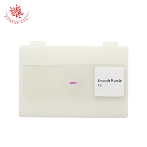 Biologischer Abschnitt Mikroskop Probe Muskelgewebe Abschnitt Glatte Muskeln Vertikale und horizontale Objektträger - Product Image 4