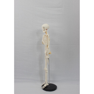 85CM人間の骨格と神経と椎間板教育モデル - Product Image 2