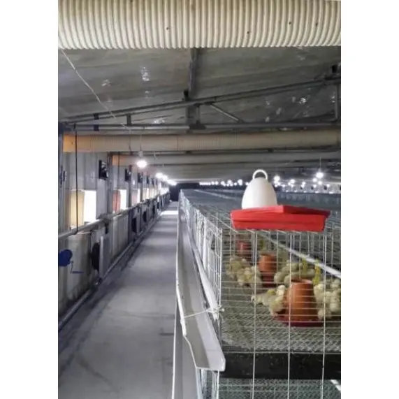China Hebei Anping shuxin fábrica precio más bajo COOP 200 pájaros pollos de engorde jaula de cría con alta calidad