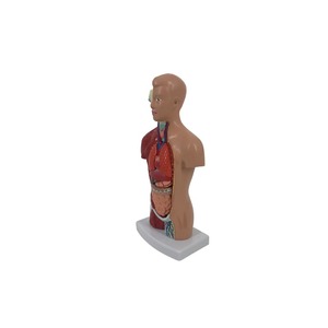 26cm Detachable PVC <strong>Human</strong> Torso Anatomical Model with 15 Parts for Medical Science - Product Image 4