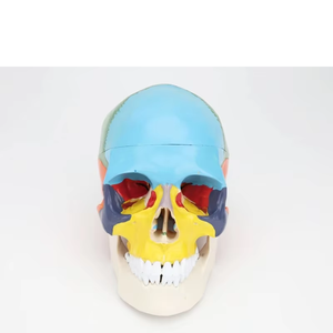 Life-Size <strong>3</strong>-Part Colorful <strong>Human</strong> Adult Head Anatomy Skull Model for Medical School Classes for Teaching Purpose - Product Image 5