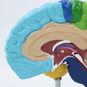 Scienza medica umana destra struttura del cervello modello di anatomia del cervello mostra le aree di funzione del cervello per le risorse di insegnamento - Product Image 4