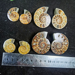 Un par de fósiles de concha en rodajas para hacer colgantes, fósil de amonita arcoíris, espécimen fósil de concha de caracol - Product Image 3
