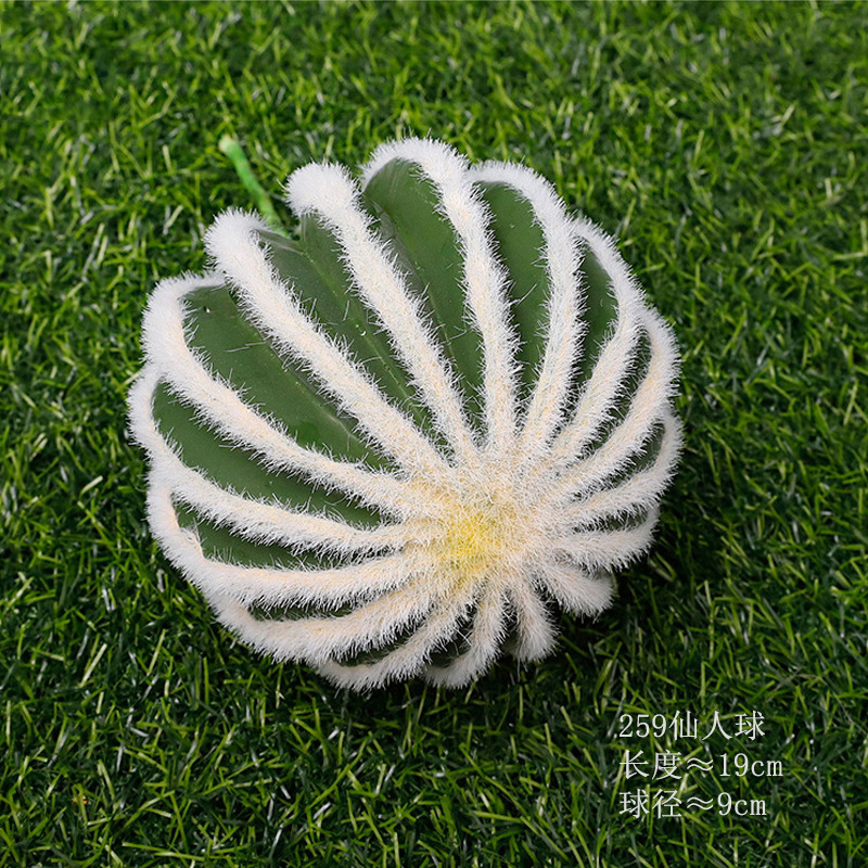 cactus diamètre 9cm petit
