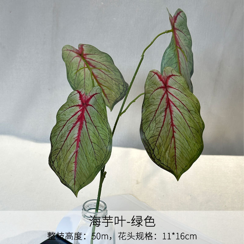 Feuilles de curcuma vert