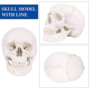 Teaching Resources Life-size <strong>Human</strong> Skull Model <strong>3</strong> Part Laboratory Removable Skull Articulated Model