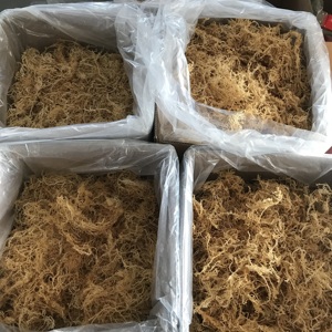 N10 प्राकृतिक समुद्री मॉस थोक अच्छी कीमत शीर्ष रेटेड ताजा सूखे समुद्री समुद्री मॉस - Product Image 3