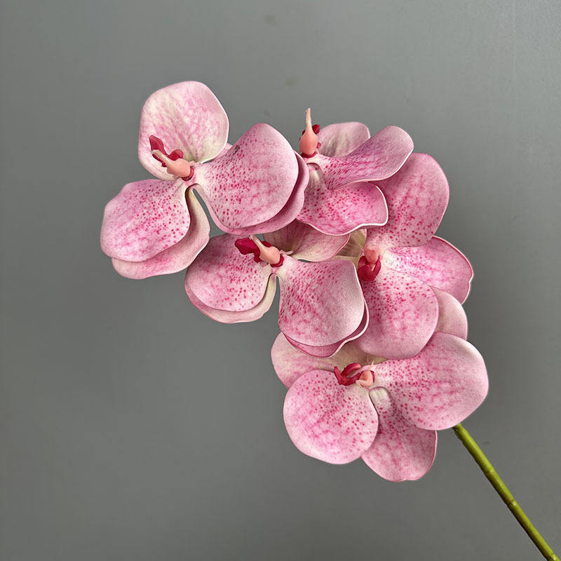 Branchlets Vanandaïens Rose à Cinq Têtes