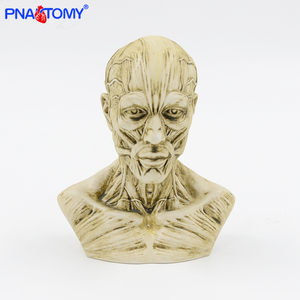Mini insan kafası modeli kasları - Product Image 3