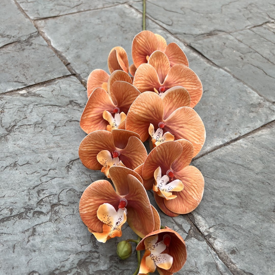 Orange mandarine
