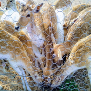 Фабричный продукт, шестиугольная проволочная сетка, Защита деревьев и растений и строительство вольеров, клетки для кроликов и кур, китайский металл - Product Image 6