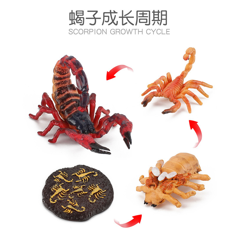 scorpion rouge