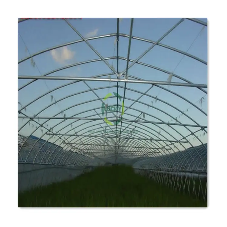 Marco de acero galvanizado, marco de película PE de una sola pieza, policarbonato, agricultura pequeña, túnel de bajo coste, casas verdes
