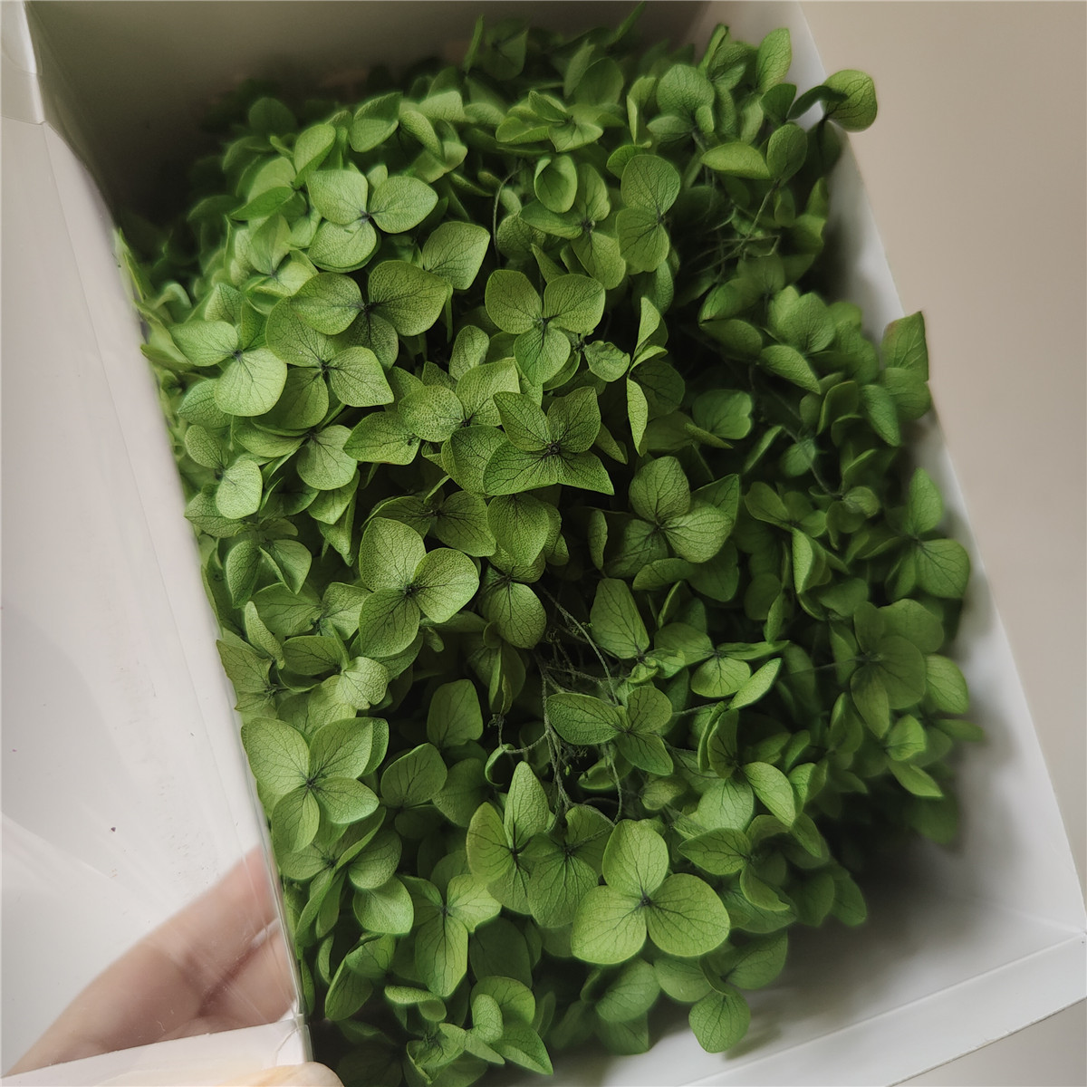 herbe verte