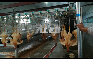 Tavuk kesim üretim hattı otomatik tavuk kanatlı Abattoir kesim süreci hattı - Product Image 4