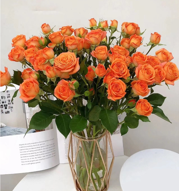 Orange barbie (10/tie)