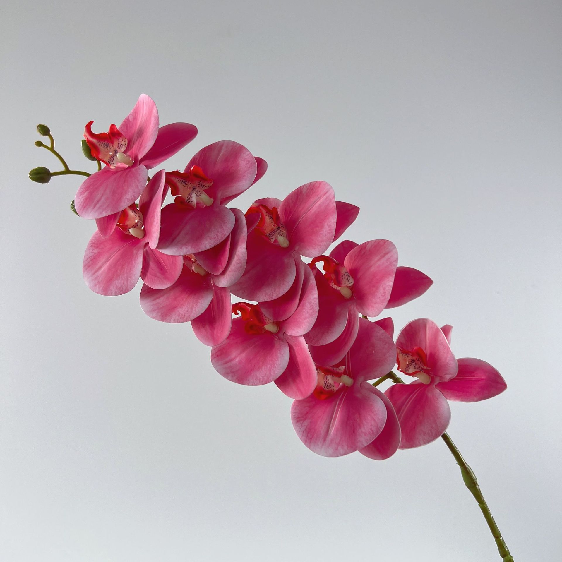 Phalaenopsis no 1