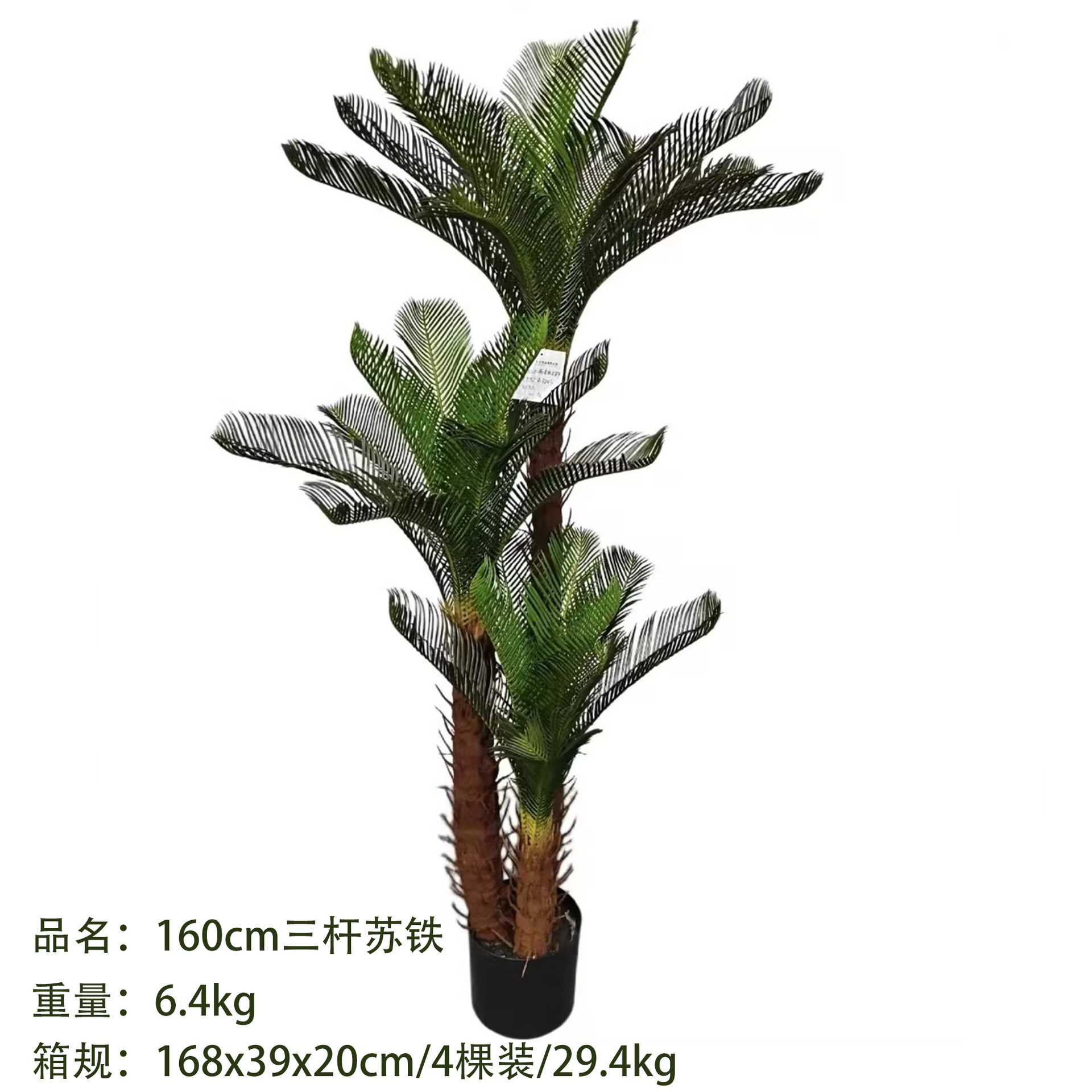 Cycas à trois tiges de 160 cm
