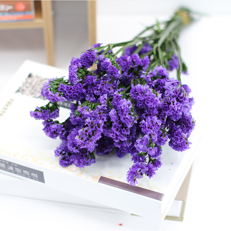 Pourpre