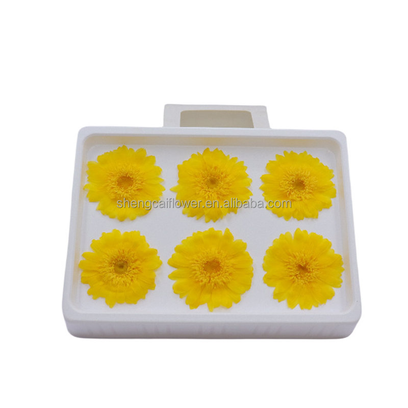 Preserevd African daisyp 6cs/box