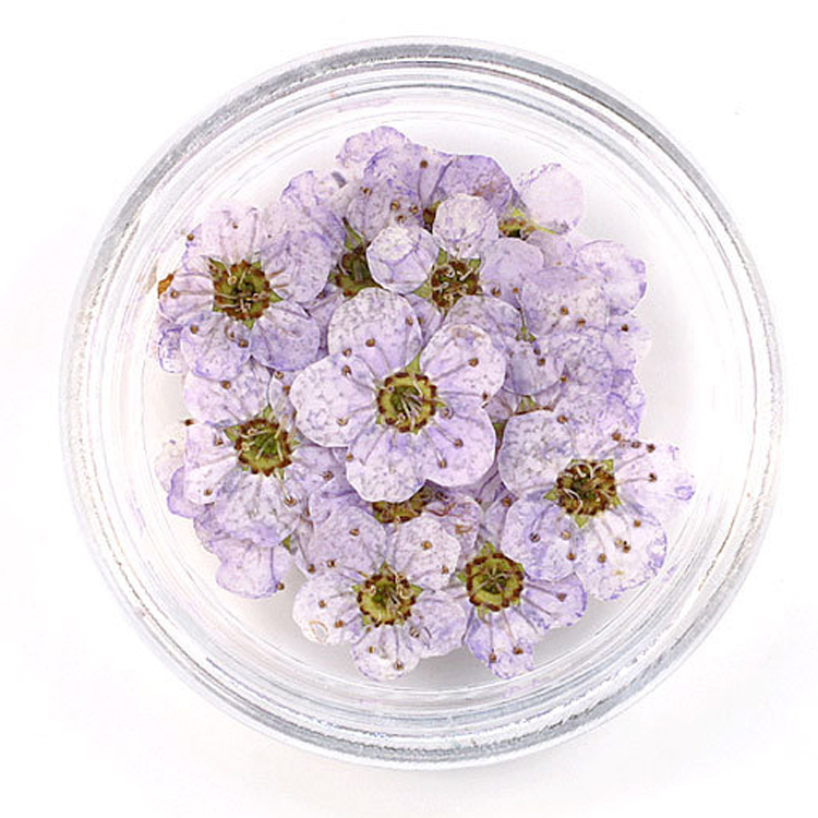 Light Purple 100pcs/box