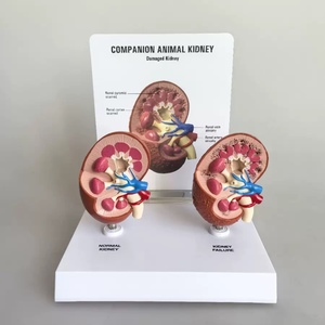 KynenMed 2ピースコンパニオン動物腎臓モデルと獣医教育のための正常および病理学的腎臓解剖モデル
