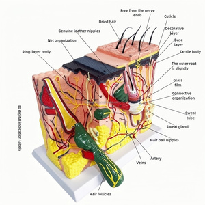 Three-Dimensional Medical Skin Tissue Structure Model <strong>Human</strong> Body Hierarchy Stratified Anatomy Magnification for Medical Science - Product Image 1