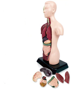 Modelo de Anatomía de medio cuerpo simulado y modelo de anatomía humana para estudiantes de escuela primaria y secundaria para enseñar modelo de rompecabezas - Product Image 4