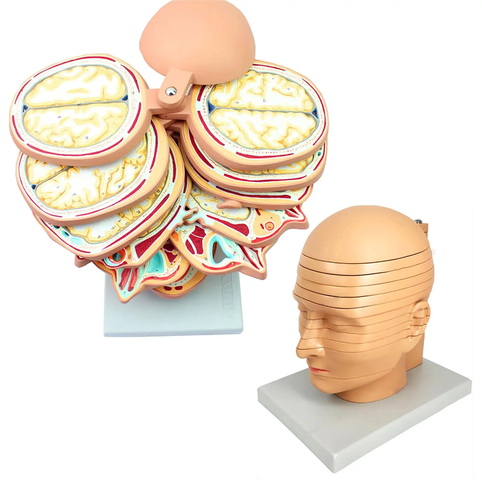 KyrenMed cabeza humana modelo transversal cerebro nervio Horizontal rebanada modelo 12 Partes cerebro CTMRI modelo anatómico tomografía