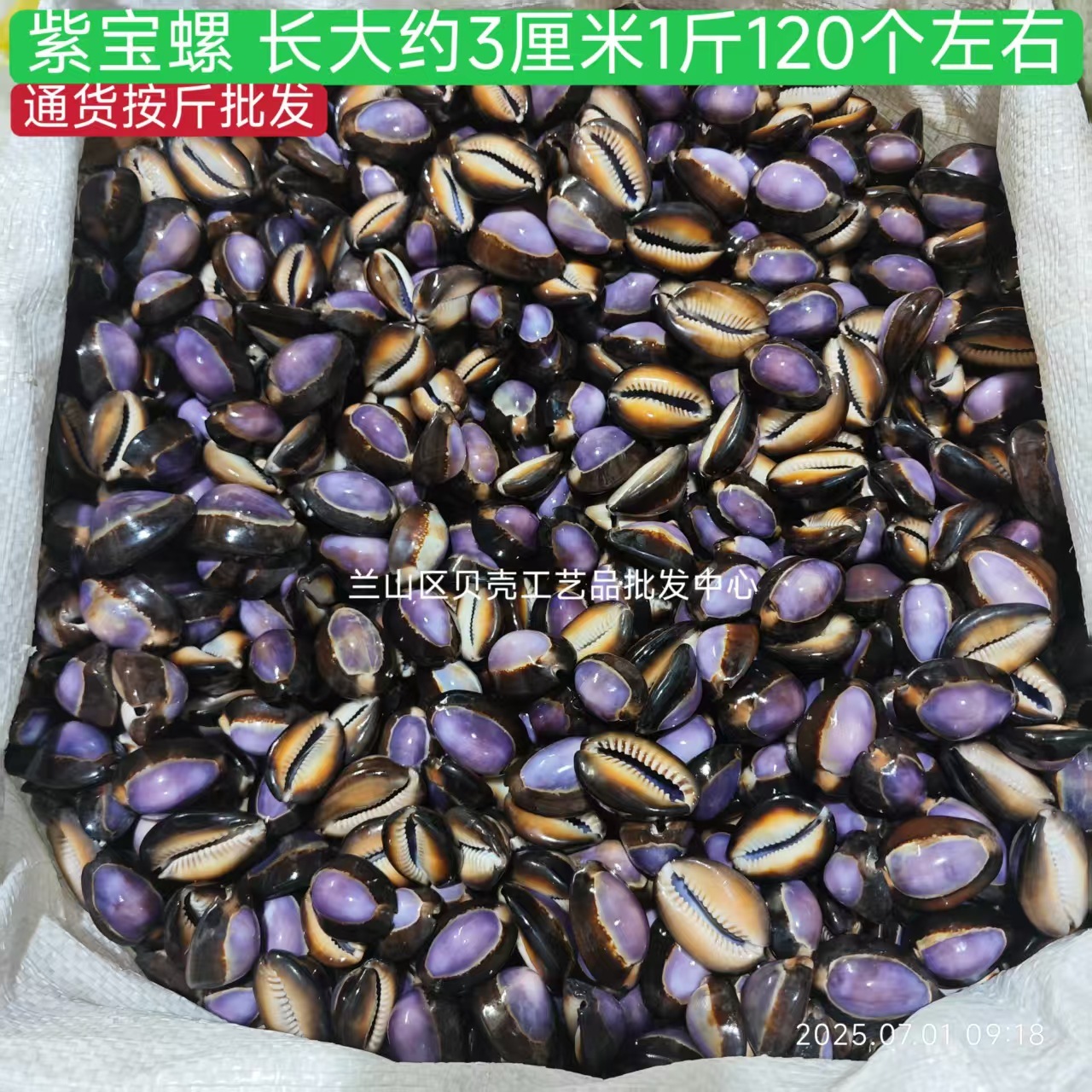 Caracol morado 05kg largo 3cm