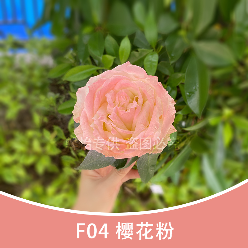 F04 light pink