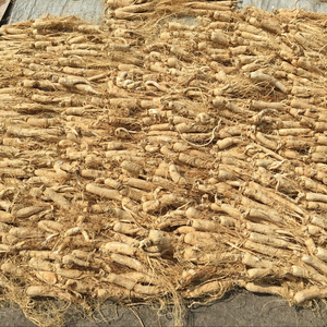 Trung Quốc Thảo Dược Khô Hữu Cơ Panax Hoang Dã Trung Quốc Nhân Sâm Hạt Giống Sản Phẩm Gốc Gensing 25 Cái Renshen - Product Image 5